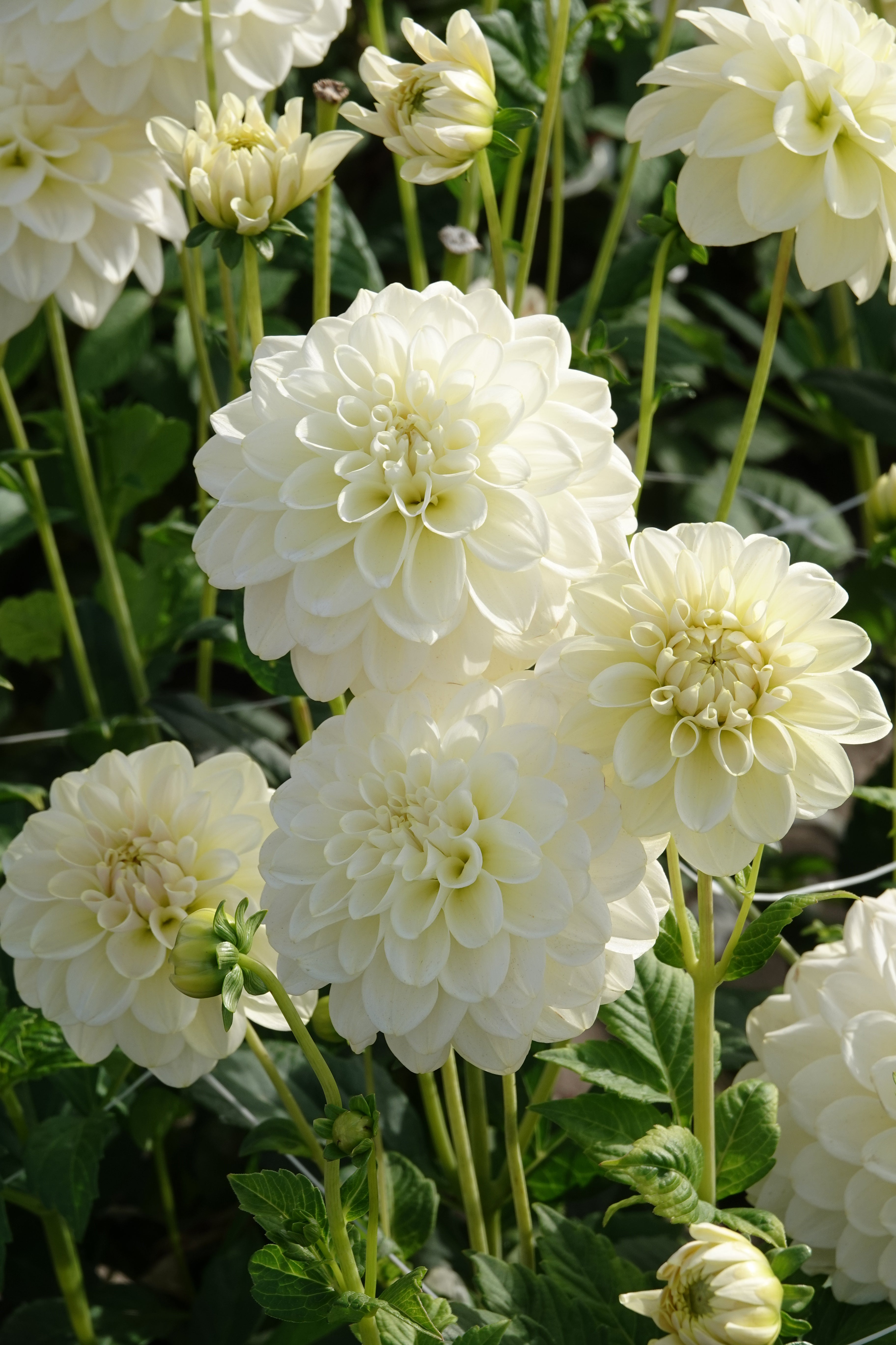 Dahlia Caramel Antique Dekorativ 1-pack NYHET